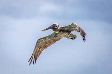 Brown pelican in flight over the blue  sea. Island Saona.