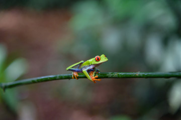 Costa Rican Red Eyed Treefrog (Agalychnis callidryas) on a tree branch. Frogs Heaven, Costa Rica, Central America.