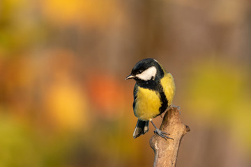 Naklejka premium Beautiful nature scene with Great tit (Parus major). Wildlife shot of Great tit (Parus major) on branch. Great tit (Parus major) in the nature habitat.