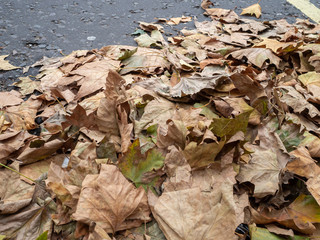 Crisp brown autumn leaves in the road