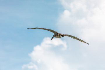 Fototapeta na wymiar Brown pelican in flight over the blue sea. Island Saona.