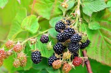 Blackberries on a green branch. Ripe blackberries. Delicious black berry growing on the bushes....