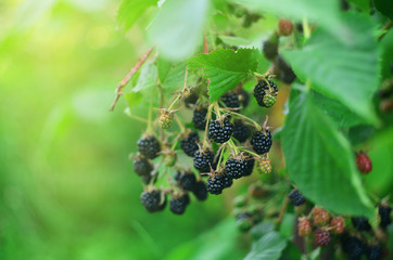 Blackberries on a green branch. Ripe blackberries. Delicious black berry growing on the bushes. Berry fruit drink. Juicy berry on a branch.