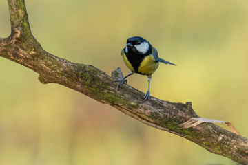Naklejka premium Beautiful nature scene with Great tit (Parus major). Wildlife shot of Great tit (Parus major) on branch. Great tit (Parus major) in the nature habitat.