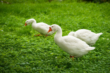 Fototapeta na wymiar Geese grazing in the meadow