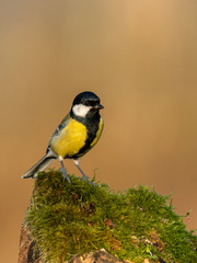 Beautiful nature scene with Great tit (Parus major). Wildlife shot of Great tit (Parus major) on branch. Great tit (Parus major) in the nature habitat.