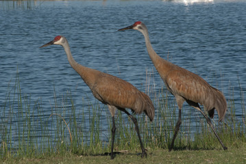 Great Blue Herons Together
