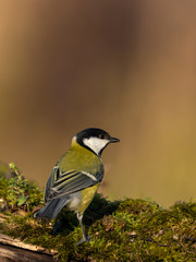 Beautiful nature scene with Great tit (Parus major). Wildlife shot of Great tit (Parus major) on branch. Great tit (Parus major) in the nature habitat.