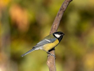 Beautiful nature scene with Great tit (Parus major). Wildlife shot of Great tit (Parus major) on branch. Great tit (Parus major) in the nature habitat.