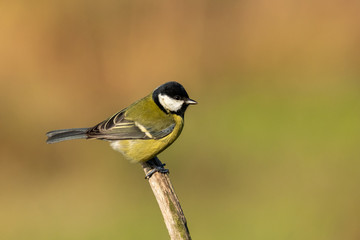 Beautiful nature scene with Great tit (Parus major). Wildlife shot of Great tit (Parus major) on branch. Great tit (Parus major) in the nature habitat.