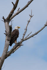 An American Bald Eagle perched in a tree.