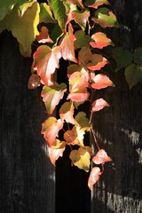 Wilder Wein im Herbst vor einer hölzernen Wand