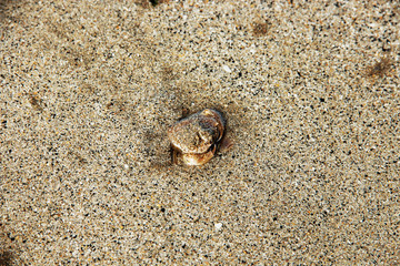 View of a seashell in the beach, partially covered with sand