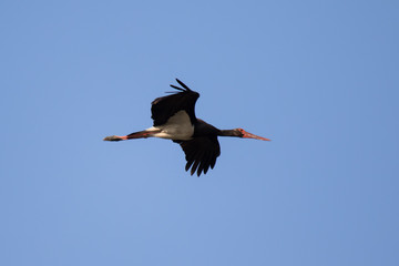 Black stork (Ciconia nigra) in flight