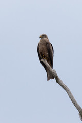 Black kite (Milvus migrans)
