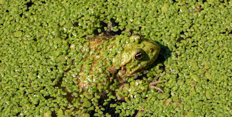 green frog