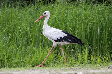 White stork (Ciconia ciconia)
