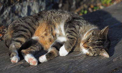 Gemütlich - Katze wärmt sich in der Abendsonne auf