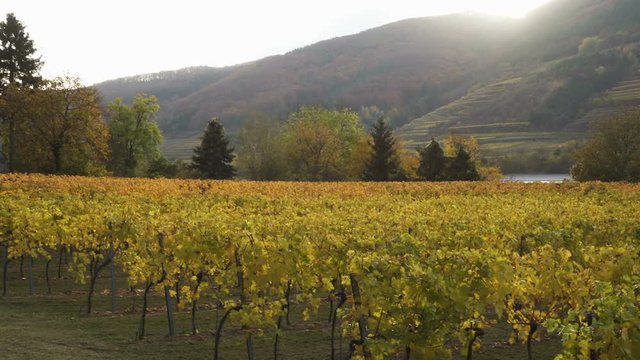 view of autumn vineyards at the sunset time