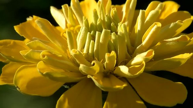 Eine gelbe Zinnienbl&uuml;te in Gro&szlig;aufnahme bewegt sich im Wind
