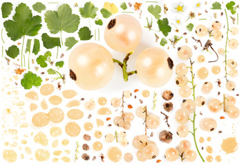 White Currant Collection Abstract