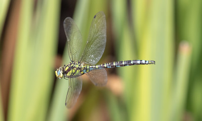 dragonfly