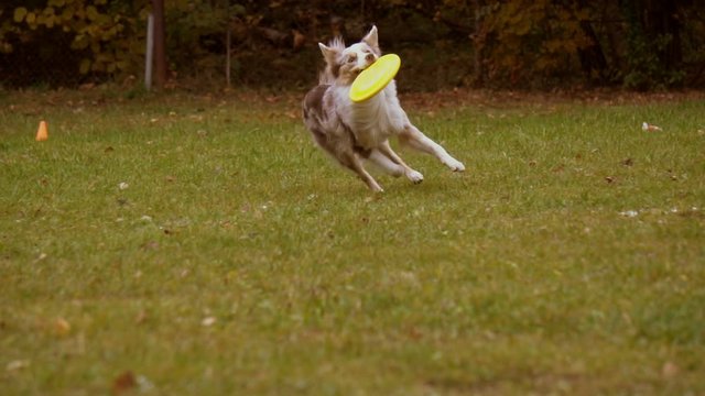 Border collie caught the disc and runs