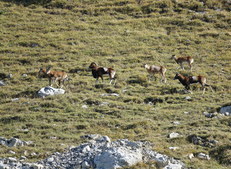 Horde de mouflons rencontrée en Chartreuse en France