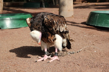 A wild bird in his chains. Trigonoceps occipitalis