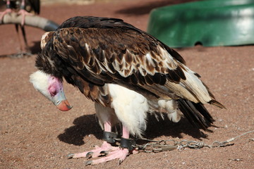 Detention and punishment - a  bird in chains. Trigonoceps occipitalis