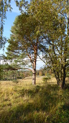 Fototapeta premium Herbstlandschaft rund um den Schlangenberg 