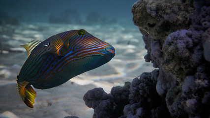 Fototapeta na wymiar tropical fish 