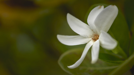 flower tipanier