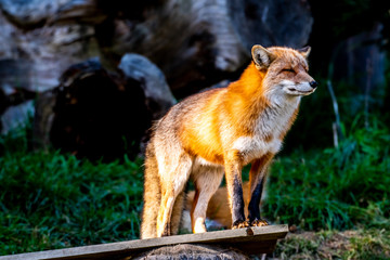 Majestätischer Fuchs