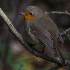 Obraz premium bird on a branch