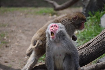 Gray monkey at the zoo with food in its mouth