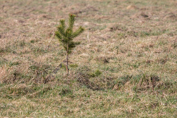 young pine grows in the middle of a field