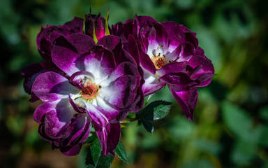 Purple and white autumn roses