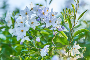Morelle faux jasmin, fleurs blanches en automne