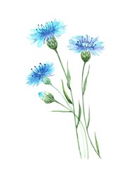 blue wildflowers cornflowers, watercolor drawing on a white background