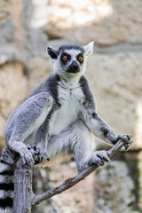 Naklejka na ściany i meble Ring tailed lemur, (lemur catta), sitting on tree branches, with rocky background
