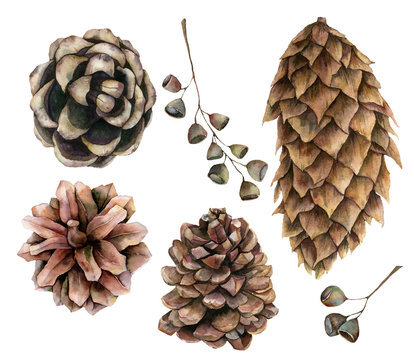 Watercolor botanical set with pine cones and seeds. Hand painted winter holiday plants isolated on white background. Floral illustration for design, print, fabric or background.