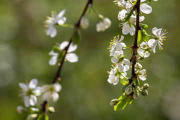 Fototapeta premium decorative background for design, plum flowers