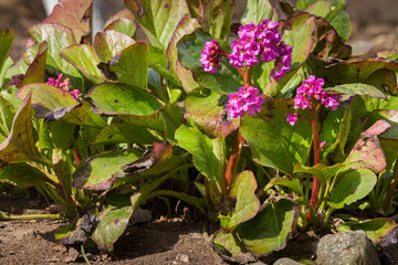 Obraz premium blooming Bergenia in the garden