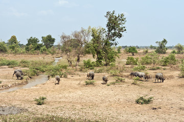 Small Herd of Water Buffalos at Savannakhet, Laos, South East Asia