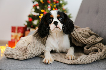 Cavalier King Charles Spaniel sitting on grey sofa with knitted blanket in front of Christmas tree, bunch of presents in festive wrapping. Puppy as present concept. Copy space, festive background.
