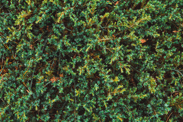 Fototapeta na wymiar Juniper bush high in mountains.
