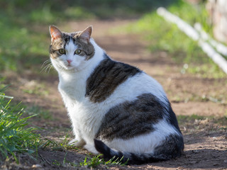 the cat sits on the track and looks thoughtfully