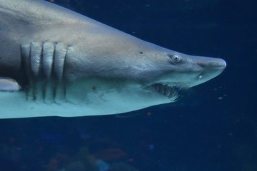 shark swimming in an aquarium