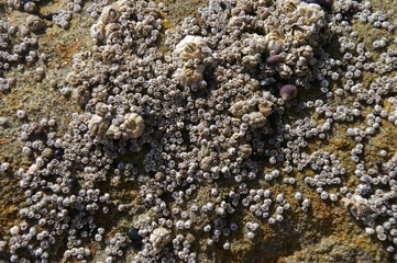 Baby Barnacles 